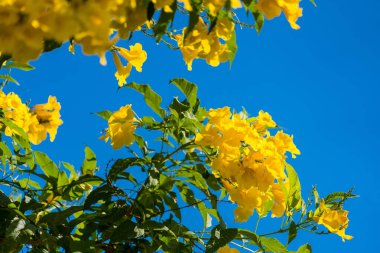 Beautiful yellow flowers and beautiful blue sky.