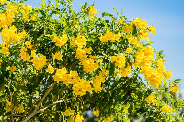 Beautiful yellow flowers and beautiful blue sky.
