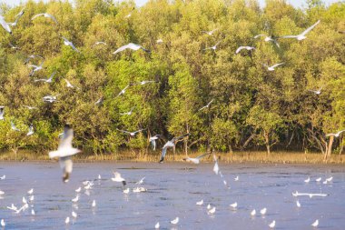 Seagulls flying seaside, animal nature fly mangrove forest the beach evening