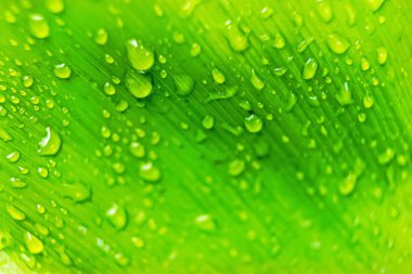 Sabahın köründe yağmurdan sonra su damlasıyla birlikte güzel yeşil yaprağın makro yakın çekimi..