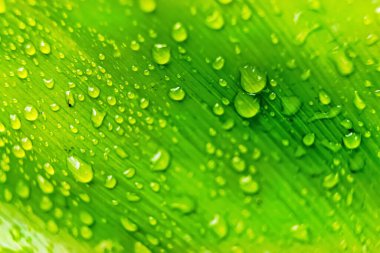 Sabahın köründe yağmurdan sonra su damlasıyla birlikte güzel yeşil yaprağın makro yakın çekimi..