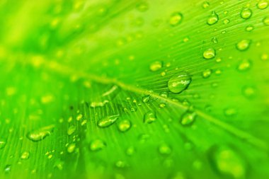 Sabahın köründe yağmurdan sonra su damlasıyla birlikte güzel yeşil yaprağın makro yakın çekimi..