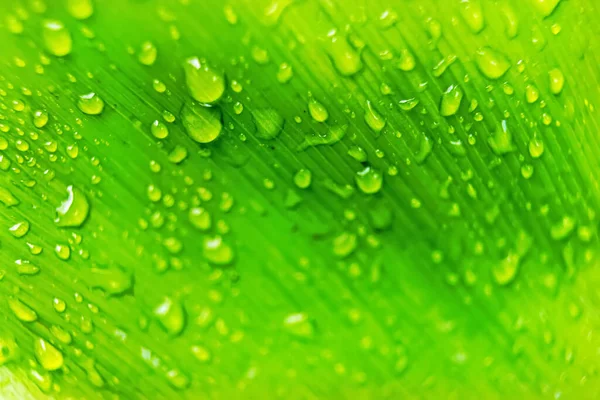 Sabahın köründe yağmurdan sonra su damlasıyla birlikte güzel yeşil yaprağın makro yakın çekimi..