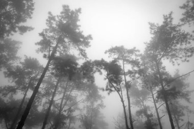 Black and white photo of Foggy pine forest in Thailand.