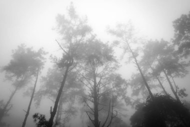 Black and white photo of Foggy pine forest in Thailand.