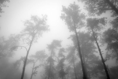 Black and white photo of Foggy pine forest in Thailand.