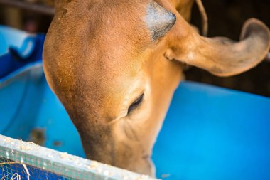 Tayland inekleri ot yiyor, Tayland kırsalında sabahın erken saatlerinde saman pilavı yiyor..