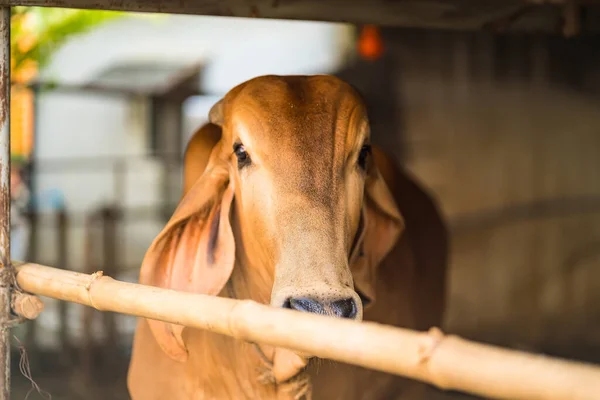 stock image Thai cows eating grass, dry straw rice in the early morning of the Thai countryside.