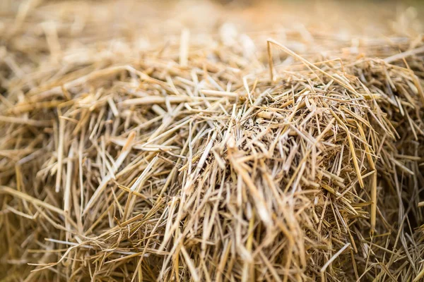 Straw Dry Straw Hay Straw Yellow Background Hay Straw Texture — Stock Photo, Image