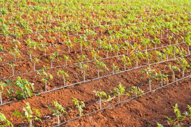 Tayland 'da yerde büyüyen Yucca filizleri.