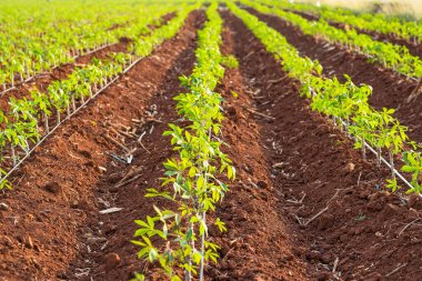 Tayland 'da Cassava tarım arazisi.