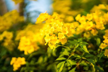 Bulanık doğal arka planda sarı çiçek buketi. Tropik Tayland 'da güzel sarı çiçekler.