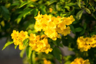 Bulanık doğal arka planda sarı çiçek buketi. Tropik Tayland 'da güzel sarı çiçekler.