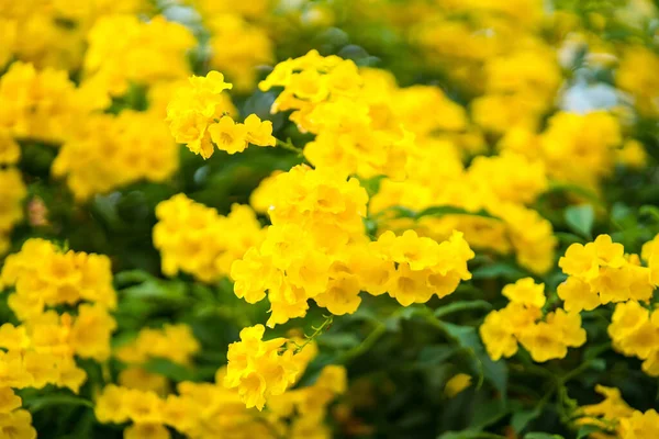 Ramo Flores Amarillas Sobre Fondo Natural Borroso Hermosas Flores Amarillas — Foto de Stock