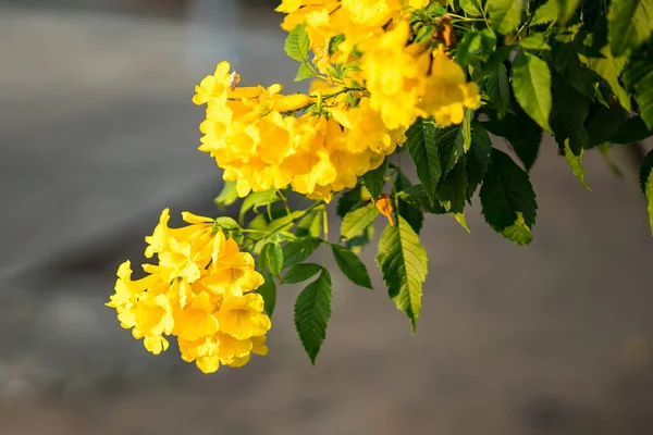 Yellow flower bouquet on a blurred natural background. Beautiful yellow flowers in tropical Thailand.