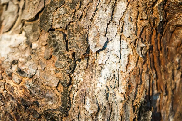 hardwood tree with textured bark and knots. background, nature.