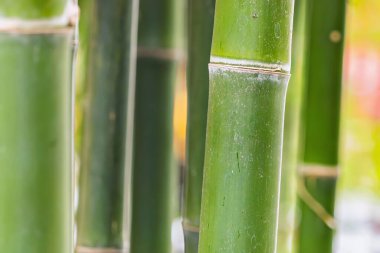 Yeşil bambu dokusu arka plan, bambu dokusu.
