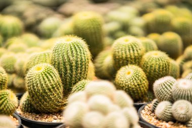 Çiçek saksısında kaktüs var. Arka plan ve doku için güneş ışığı var..