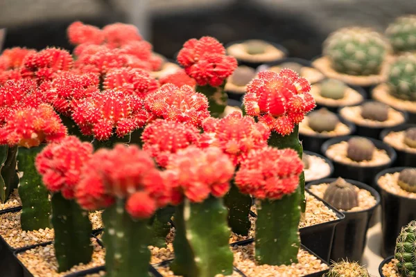 Stock image Beautiful cactus in flowerpot with sunlight for background and texture.