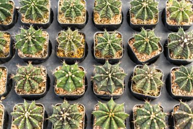 Arka planda çok sayıda kaktüs var