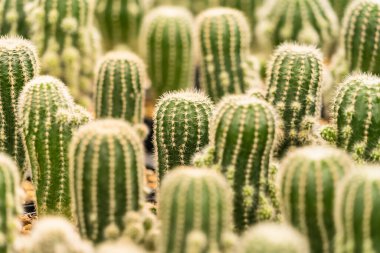 Arka planda çok sayıda kaktüs var