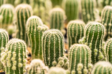 Arka planda çok sayıda kaktüs var
