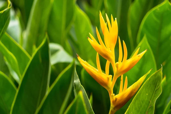 stock image Heliconia flowers with green leaves background in garden