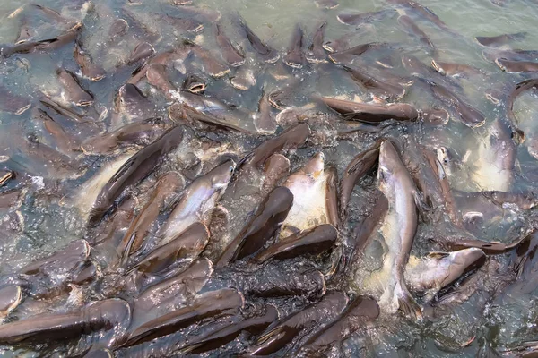 stock image Group of fish swim in the river for food eating from people.Thailand.