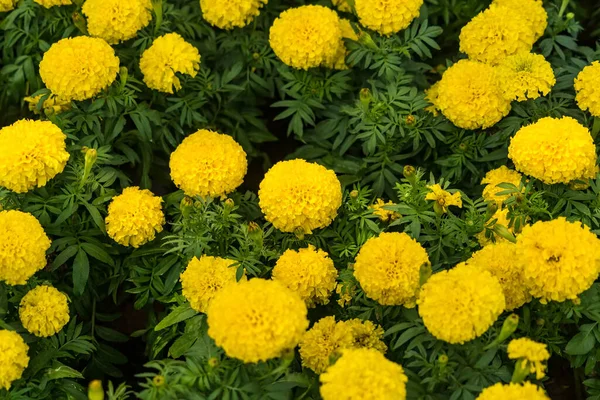 Marigolds Jardim Que São Bonitos — Fotografia de Stock