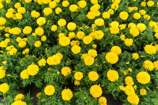 Wunderschöne Garten Ringelblumen — Stockfoto
