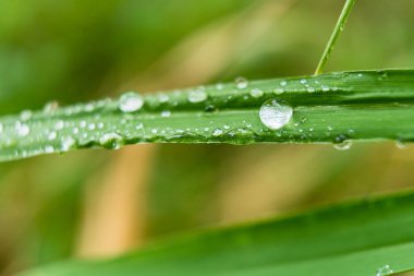 Gündüz yağmurdan sonra yeşil çimlerin üzerine açık yağmur damlaları. Duvar kağıdı ve arkaplan için fotoğraf. Doğa fotoğrafı güzel ve ferahlatıcı görünüyor..