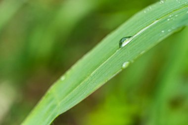 Gündüz yağmurdan sonra yeşil çimlerin üzerine açık yağmur damlaları. Duvar kağıdı ve arkaplan için fotoğraf. Doğa fotoğrafı güzel ve ferahlatıcı görünüyor..