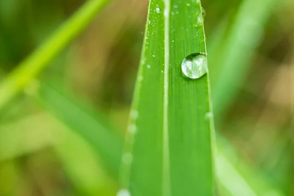 Чистые Капли Дождя Зеленой Траве После Дождя Дневное Время Фото — стоковое фото