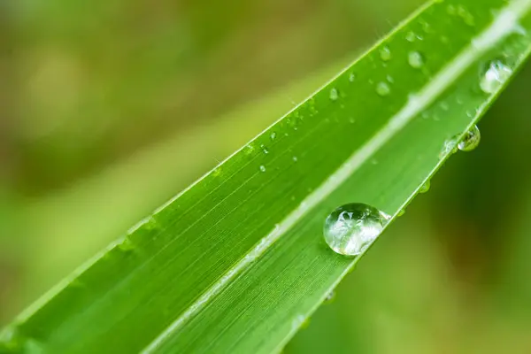 stock image Clear raindrops on the green grass after the rain in the daytime. Photo for wallpaper and background. Nature photo looks nice and refreshing.