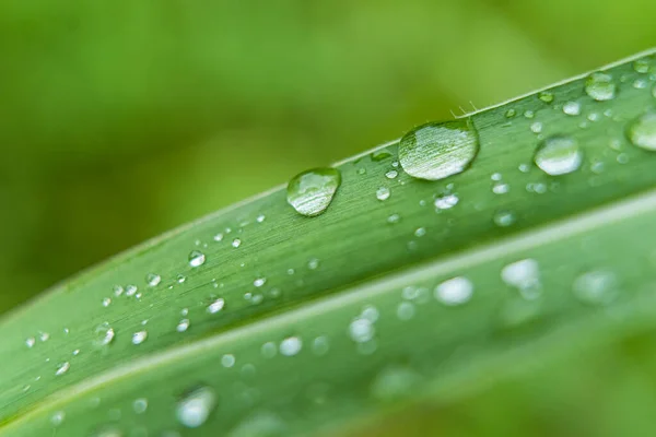 stock image Clear raindrops on the green grass after the rain in the daytime. Photo for wallpaper and background. Nature photo looks nice and refreshing.