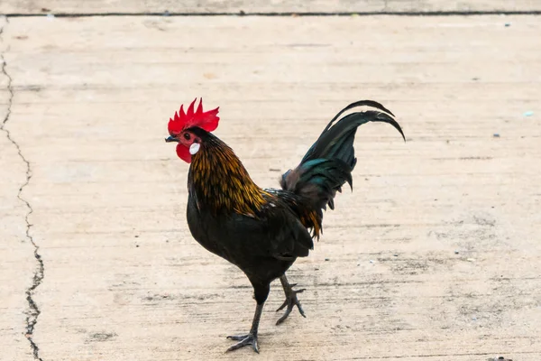 Stoisko Kurczakami Zaprawie — Zdjęcie stockowe