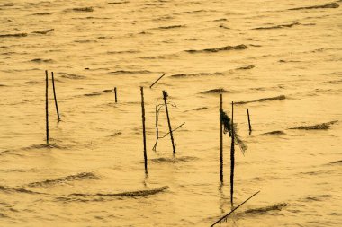 Büyüleyici Altın Saat: Sahilde Dans Eden Büyüleyici Altın Dalgalar.