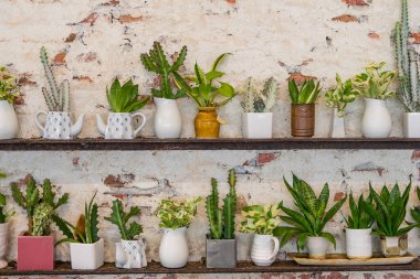 Duvara yerleştirilmiş dikey bahçe süsleri..