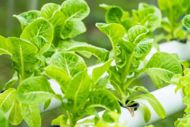 HidroIşıltılı Hasat: Işıl ışıl Hidrofonik Sebzeler Aydınlatıcı Sürdürülebilir Yaşam