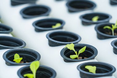 HidroIşıltılı Hasat: Işıl ışıl Hidrofonik Sebzeler Aydınlatıcı Sürdürülebilir Yaşam