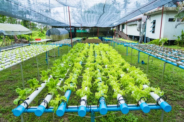 Żniwa Hydroglow Warzywa Promieniujące Hydroponiczne Oświetlające Zrównoważone Życie — Zdjęcie stockowe