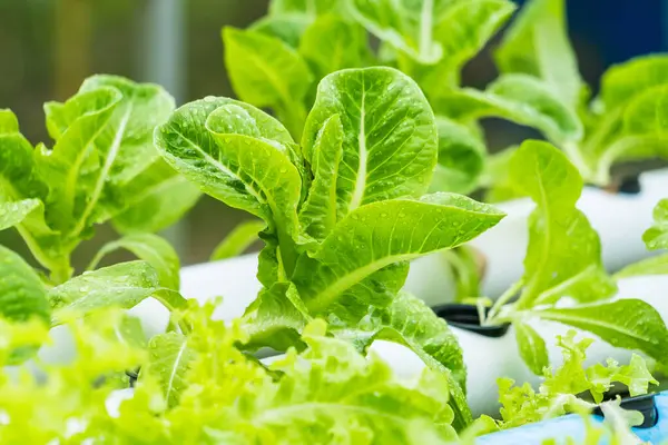 ハイドログロー収穫 持続可能な生活を照らす放射性水素化学野菜 — ストック写真