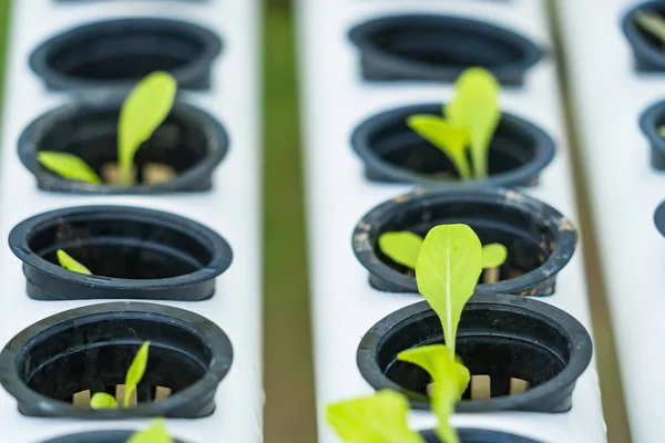 stock image HydroGlow Harvest: Radiant Hydroponic Vegetables Illuminating Sustainable Living