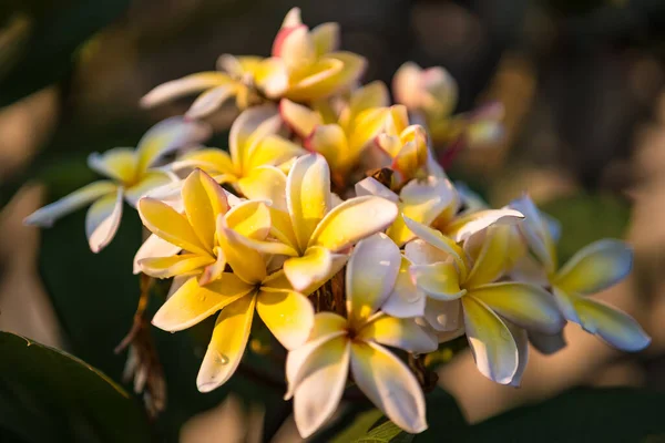 Fleurs Frangipani Jaunes Dans Jardin — Photo