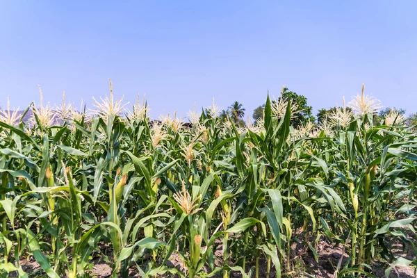 Mezőgazdasági Kukorica Növény Napsütéses Napon Növekvő Zöld Kukorica Növény Kék Stock Kép