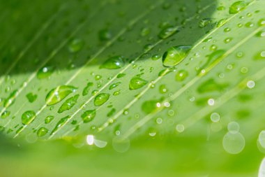 Sabahın köründe yağmurdan sonra su damlasıyla birlikte güzel yeşil yaprağın makro yakın çekimi..