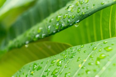 Sabahın köründe yağmurdan sonra su damlasıyla birlikte güzel yeşil yaprağın makro yakın çekimi..