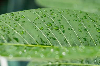 Sabahın köründe yağmurdan sonra su damlasıyla birlikte güzel yeşil yaprağın makro yakın çekimi..