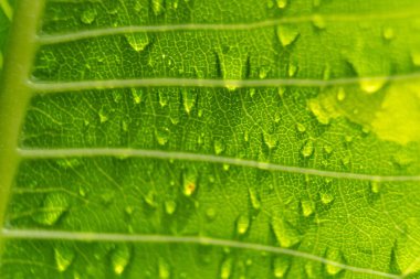 Sabahın köründe yağmurdan sonra su damlasıyla birlikte güzel yeşil yaprağın makro yakın çekimi..