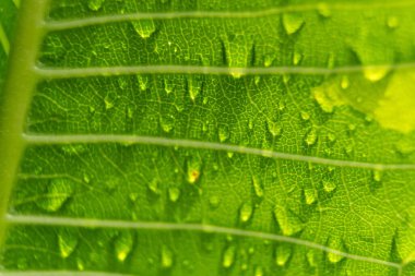 Sabahın köründe yağmurdan sonra su damlasıyla birlikte güzel yeşil yaprağın makro yakın çekimi..